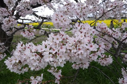 ■幸手権現堂の桜